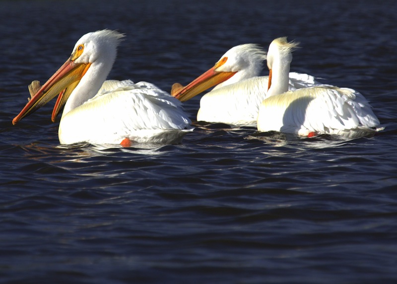 pelicans